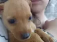 Cachorro