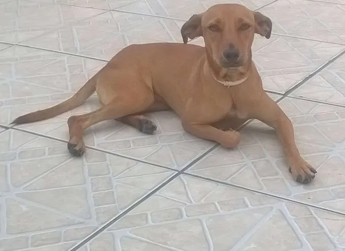 Cachorro raça SRD idade 1 ano nome Nina