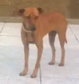 Nina