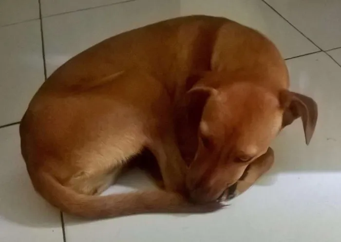 Cachorro raça SRD idade 1 ano nome Nina