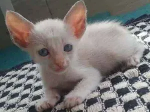 Gato raça Siamês misturado idade Abaixo de 2 meses nome Sem nome