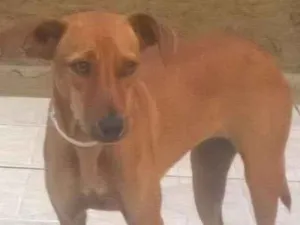 Cachorro raça SRD idade 1 ano nome Nina