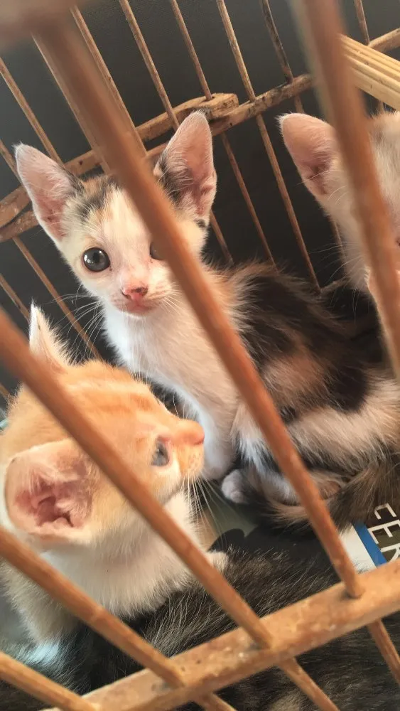 Gato ra a  idade Abaixo de 2 meses nome Groot e Mile