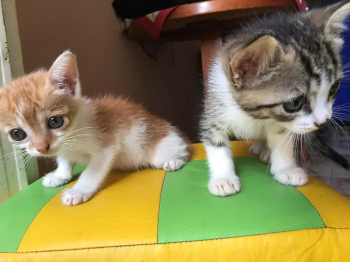 Gato ra a  idade Abaixo de 2 meses nome Groot e Mile