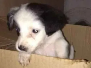 Cachorro raça Não sei dizer idade 2 a 6 meses nome Sem nome