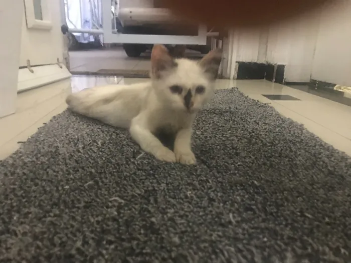 Gato ra a  idade 2 a 6 meses nome Pantufa 