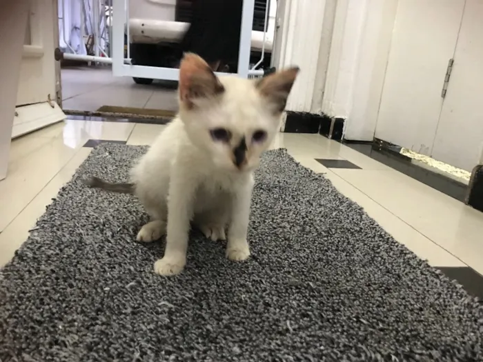 Gato ra a  idade 2 a 6 meses nome Pantufa 