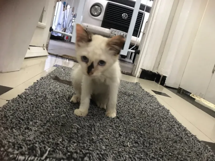 Gato ra a  idade 2 a 6 meses nome Pantufa 