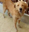 Cachorro raça Mestiço de Golden idade 5 anos nome Purê