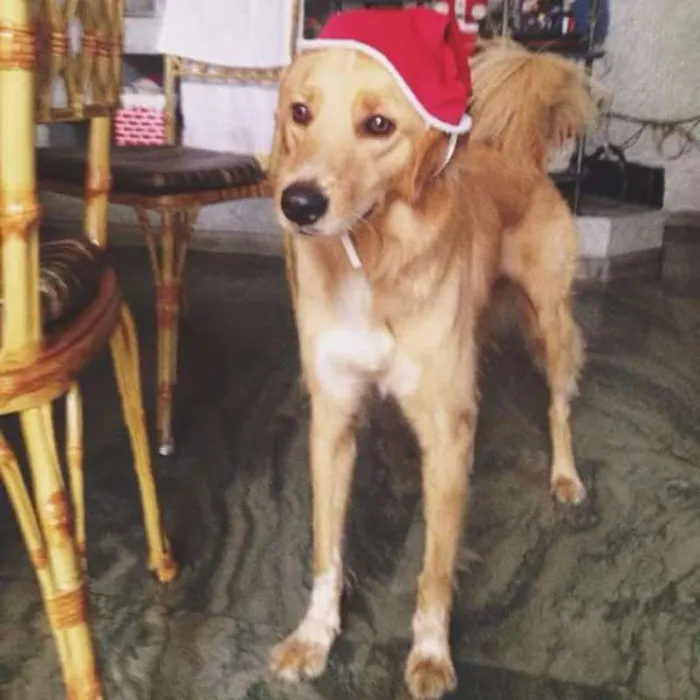 Cachorro raça Mestiço de Golden idade 5 anos nome Purê