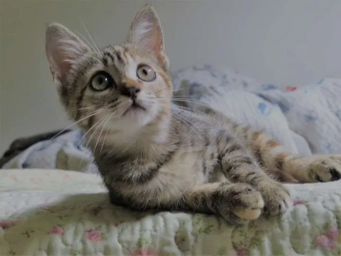 Gato ra a sem raça definida idade Abaixo de 2 meses nome sem nome