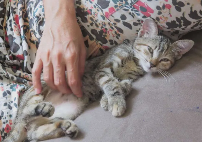 Gato ra a sem raça definida idade Abaixo de 2 meses nome sem nome