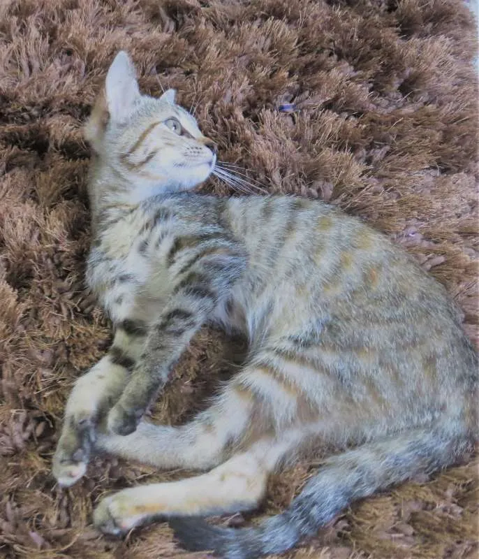 Gato ra a sem raça definida idade Abaixo de 2 meses nome sem nome
