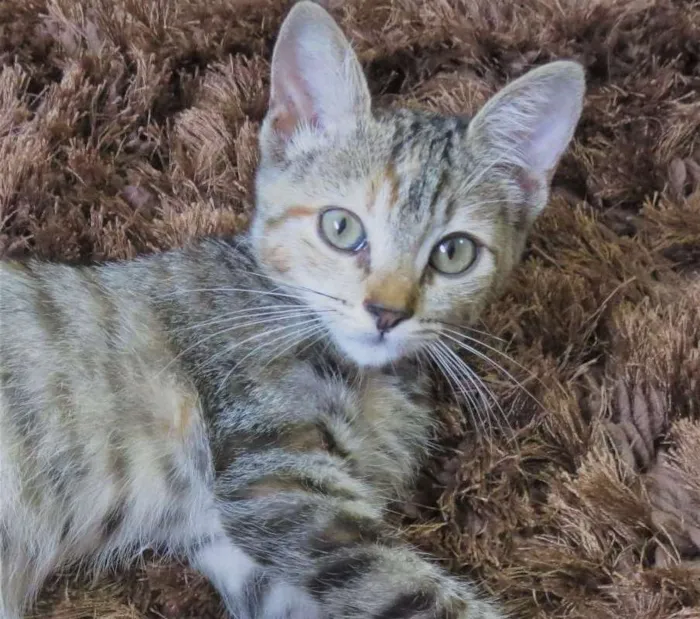 Gato ra a sem raça definida idade Abaixo de 2 meses nome sem nome