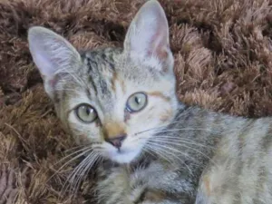 Gato raça sem raça definida idade Abaixo de 2 meses nome sem nome