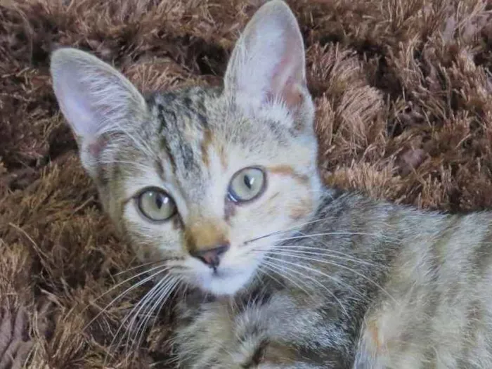 Gato ra a sem raça definida idade Abaixo de 2 meses nome sem nome