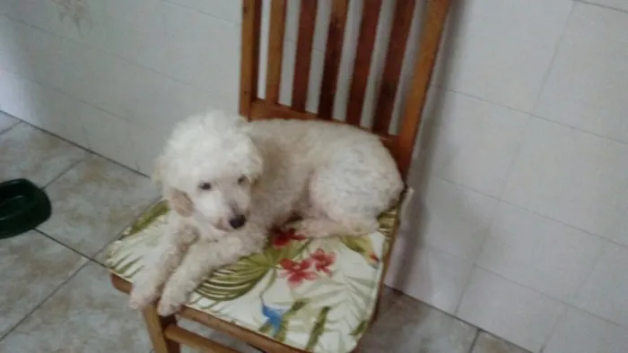 Cachorro ra a Poodle idade 5 anos nome Boneca