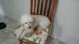 Boneca