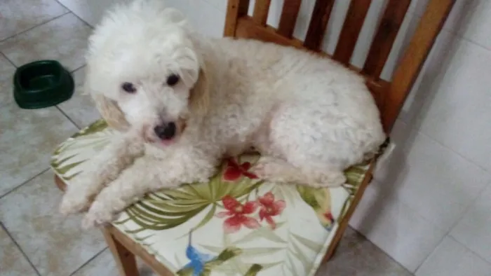 Cachorro ra a Poodle idade 5 anos nome Boneca