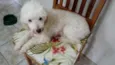 Boneca