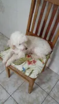 Boneca
