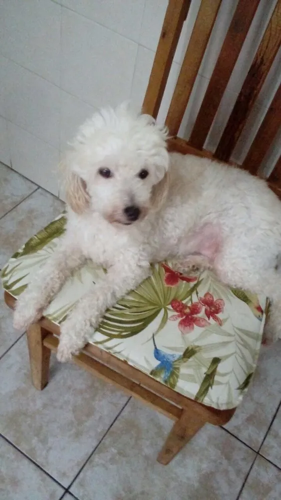 Cachorro ra a Poodle idade 5 anos nome Boneca