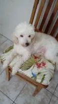 Boneca