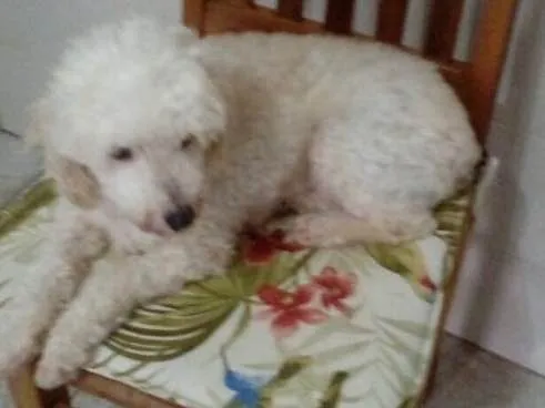 Cachorro ra a Poodle idade 5 anos nome Boneca