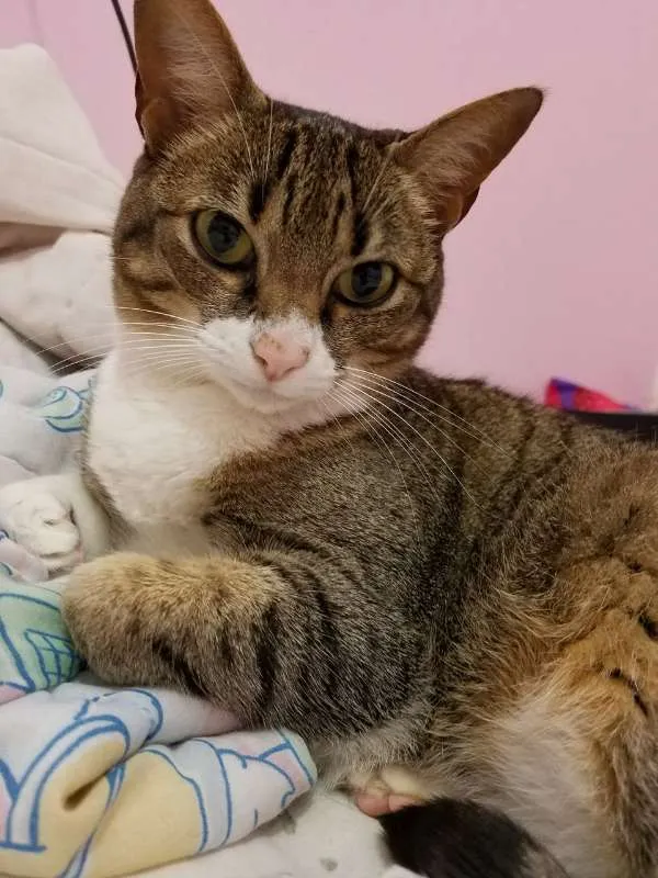 Gato ra a Vira Lata idade 6 ou mais anos nome Nina