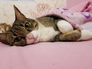 Gato raça Vira Lata idade 6 ou mais anos nome Nina