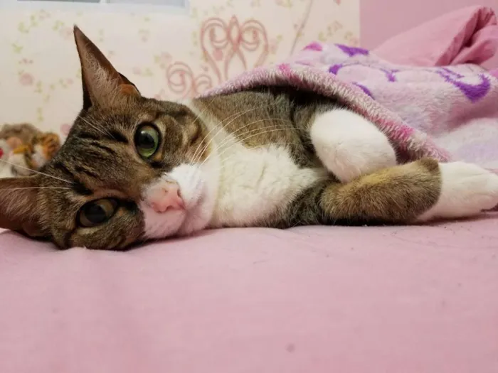 Gato ra a Vira Lata idade 6 ou mais anos nome Nina