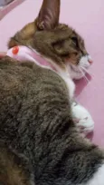 Nina