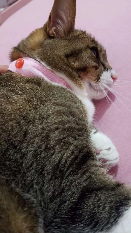 Gato ra a Vira Lata idade 6 ou mais anos nome Nina