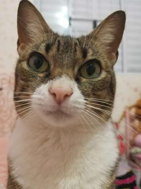 Gato ra a Vira Lata idade 6 ou mais anos nome Nina
