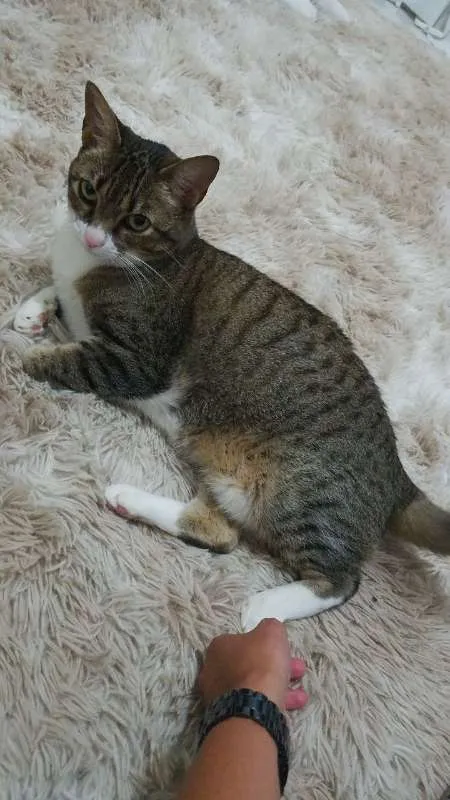 Gato ra a Vira Lata idade 6 ou mais anos nome Nina