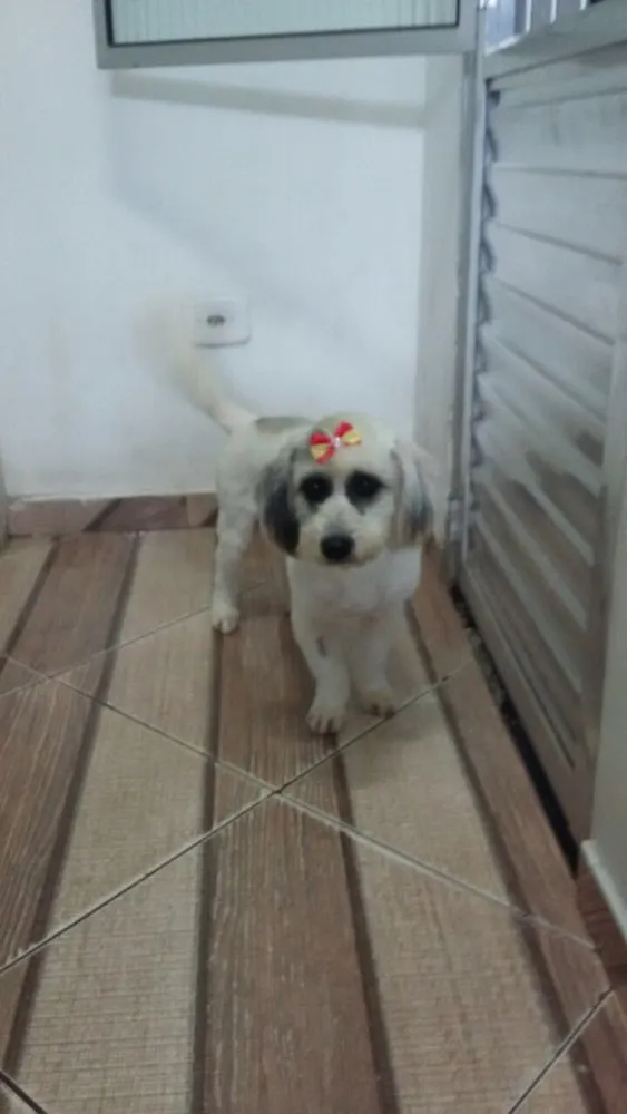 Cachorro ra a Poodle idade 3 anos nome Clara