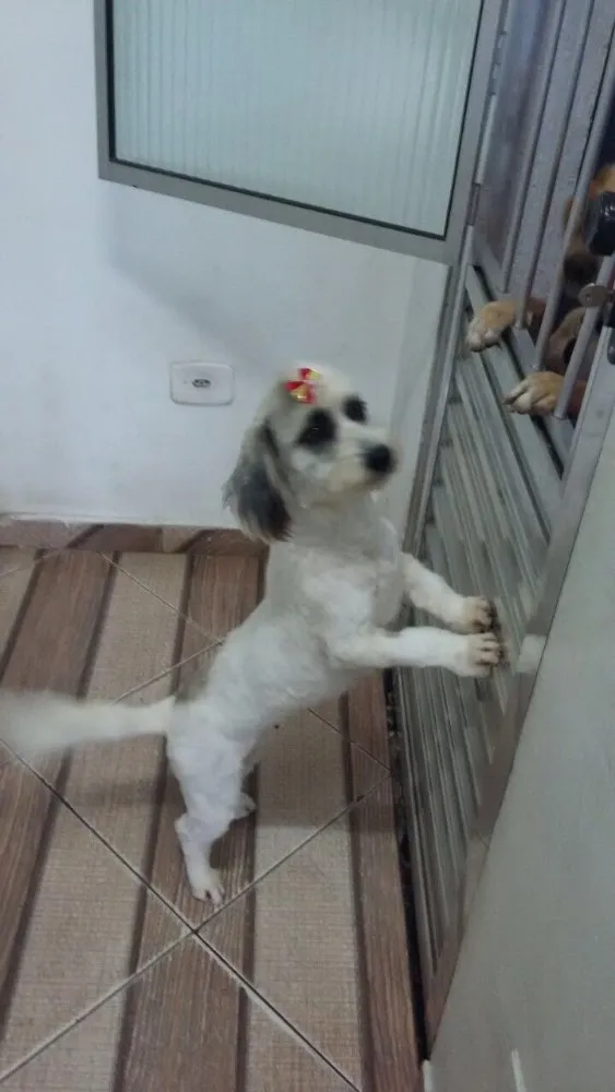 Cachorro ra a Poodle idade 3 anos nome Clara