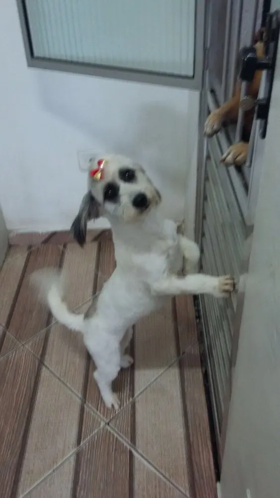 Cachorro ra a Poodle idade 3 anos nome Clara