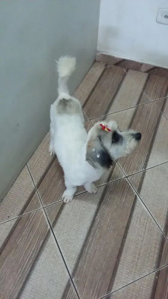 Cachorro ra a Poodle idade 3 anos nome Clara