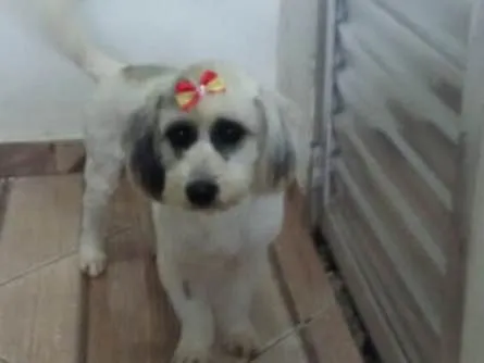 Cachorro ra a Poodle idade 3 anos nome Clara