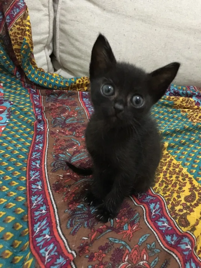 Gato ra a Srd idade Abaixo de 2 meses nome Black 