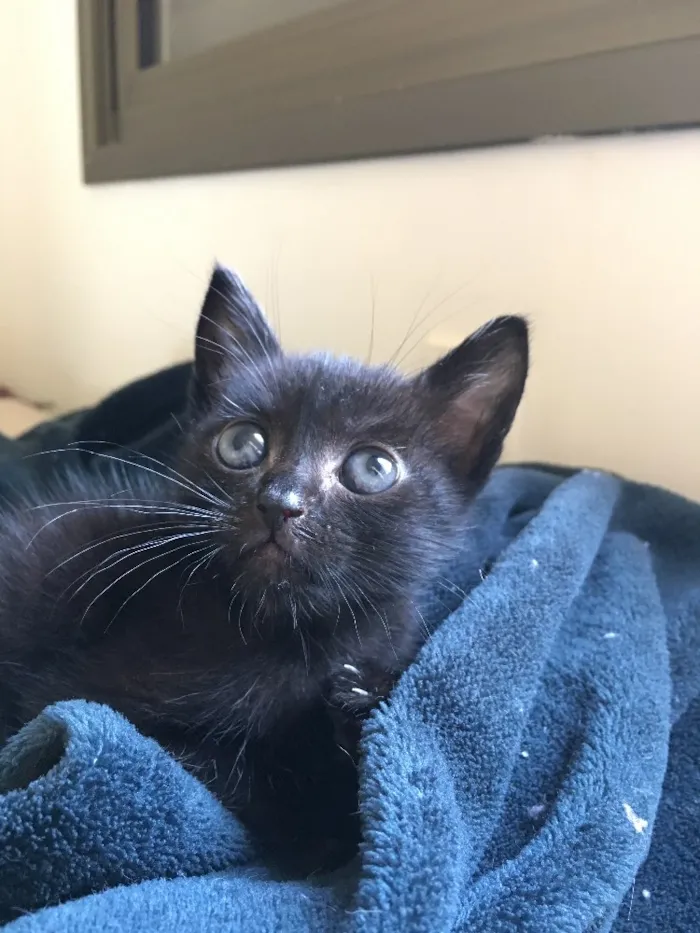 Gato ra a Srd idade Abaixo de 2 meses nome Black 