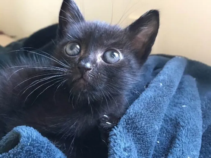 Gato ra a Srd idade Abaixo de 2 meses nome Black 
