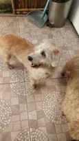 Gugu