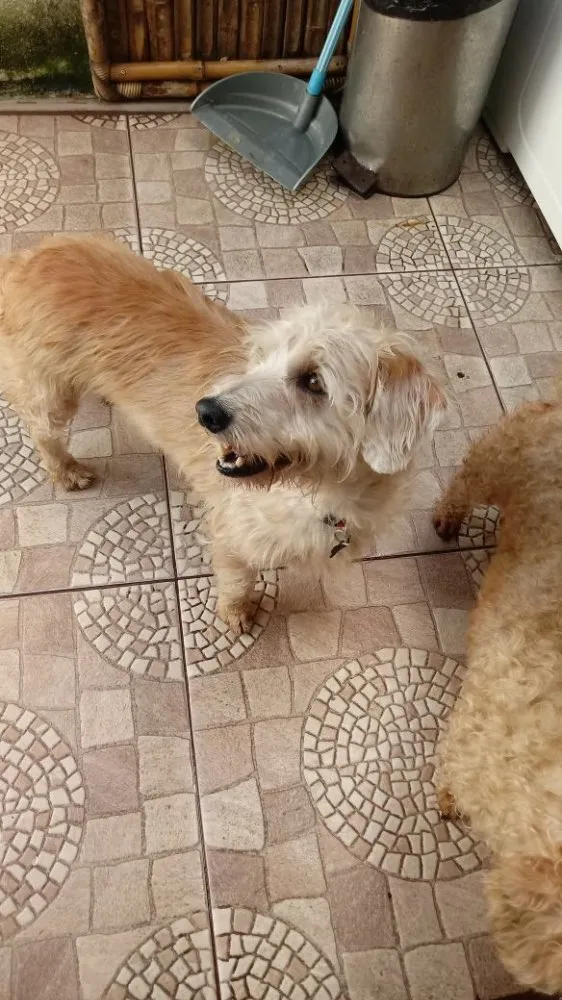 Cachorro ra a Srd idade 4 anos nome Gugu