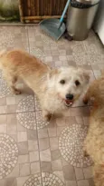 Gugu