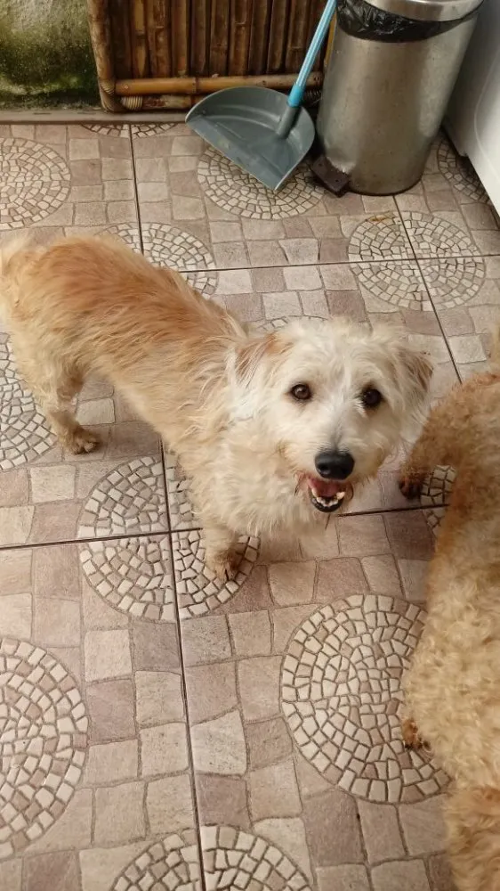 Cachorro ra a Srd idade 4 anos nome Gugu