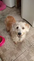 Gugu