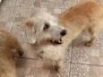 Gugu