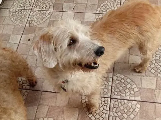 Cachorro ra a Srd idade 4 anos nome Gugu